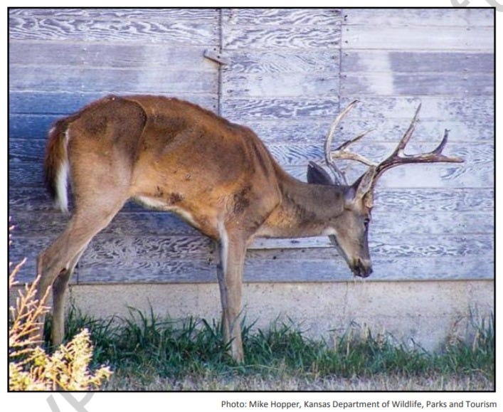 deer urine